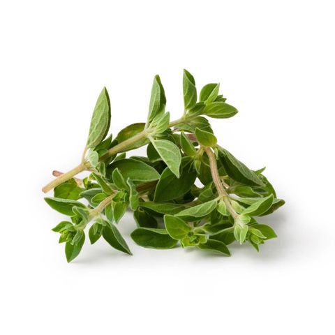 Oregano, Bio Knospe Schweiz